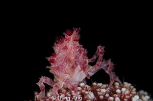 C A N D Y - C A N D Y 
Candy crab (Hoplophrys)
Lembeh S... by Irwin Ang 